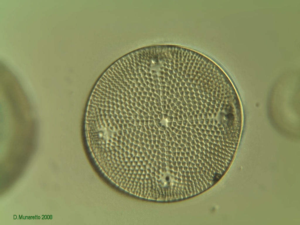 Nuove prove...diatomea a 630x ...5